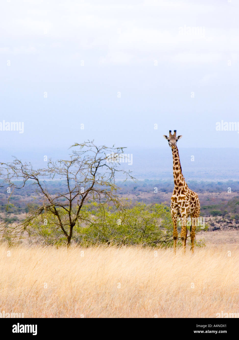 Girafe masai dans le plus coloré des paysages de la montagne du parc national Parc national de CHYULU Kenya Afrique de l'Est Banque D'Images