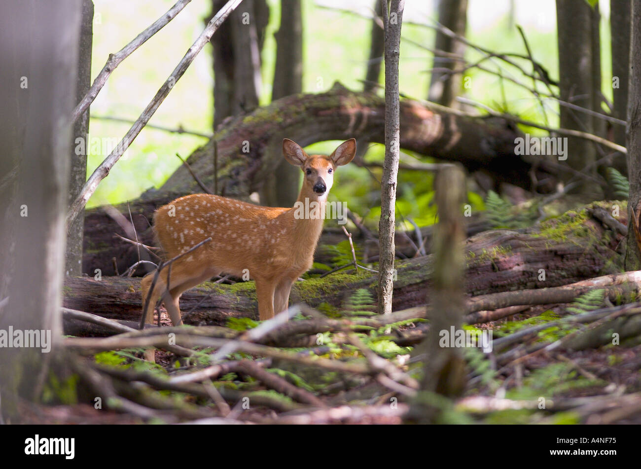 Cerf de Virginie Odocoileus virginianus fawn dans cadre arboré Banque D'Images