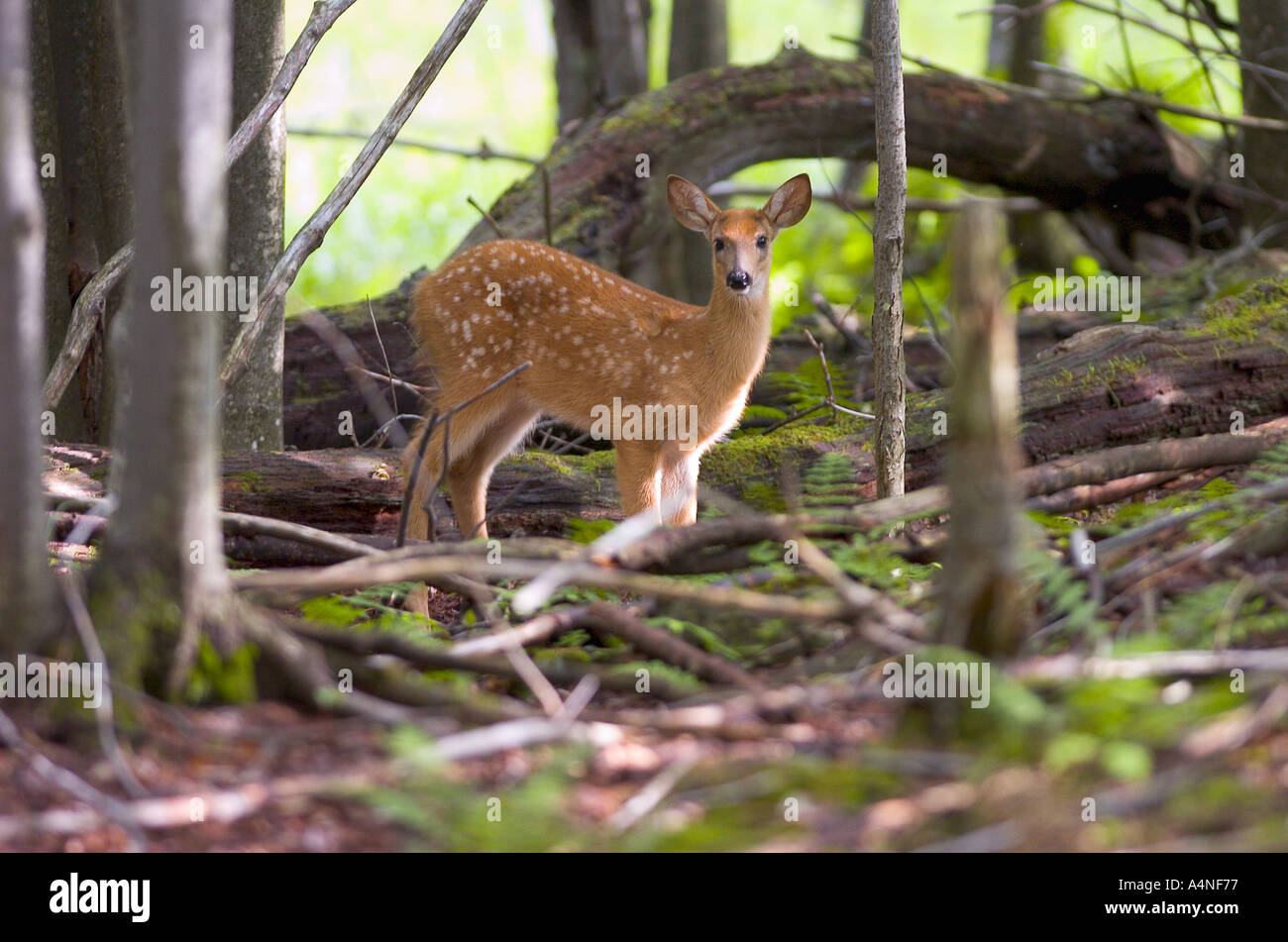 Cerf de Virginie Odocoileus virginianus fawn dans cadre arboré Banque D'Images