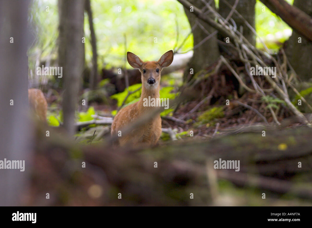 Cerf de Virginie Odocoileus virginianus fawn dans cadre arboré Banque D'Images