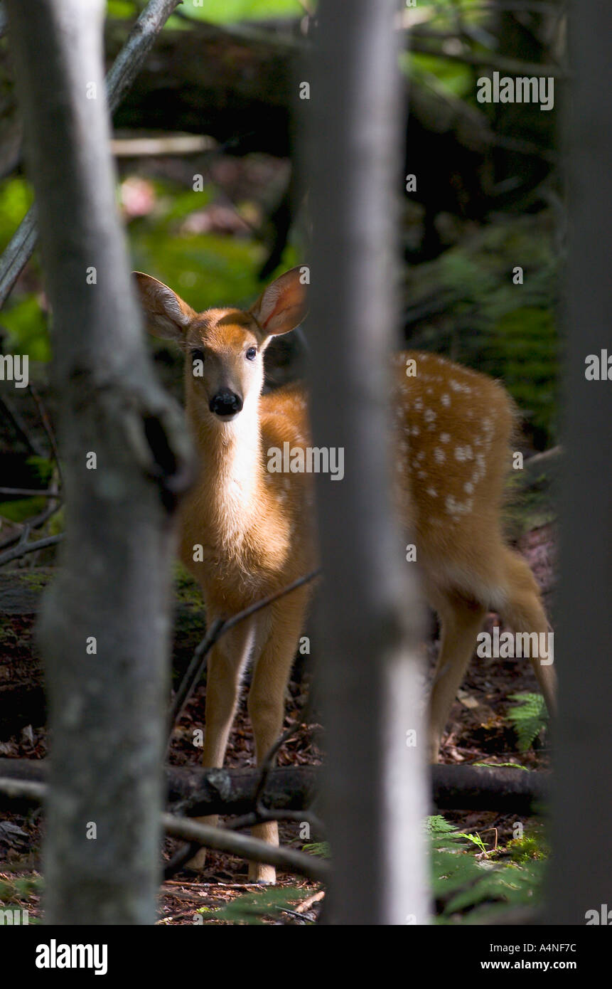 Cerf de Virginie Odocoileus virginianus fawn dans cadre arboré Banque D'Images