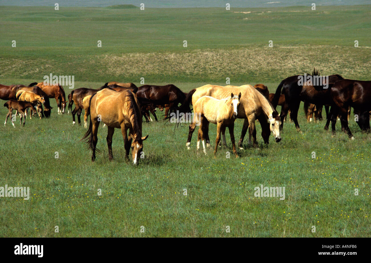 Historique unique et rare Akhal-Teke chevaux brouter librement près de goujon de reproduction à Tachkent en Ouzbékistan Banque D'Images
