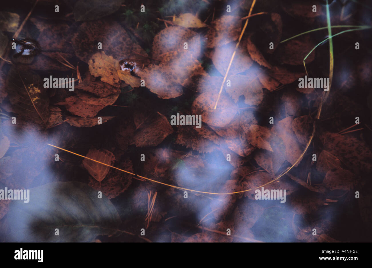 Les feuilles tombées dans l'eau des marais Banque D'Images