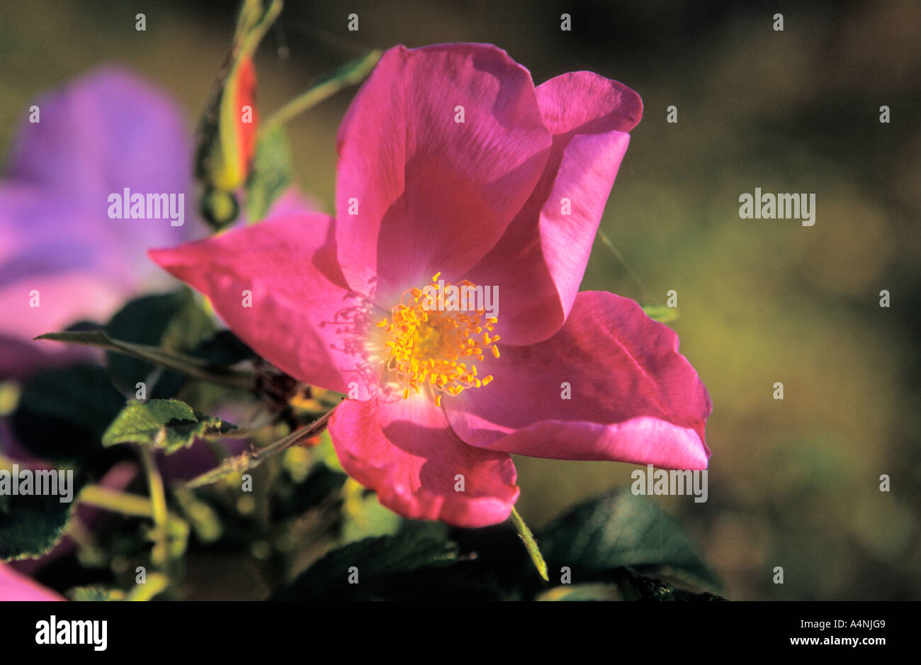 Close-up of Japanese rose fleur Rosa rugosa Banque D'Images