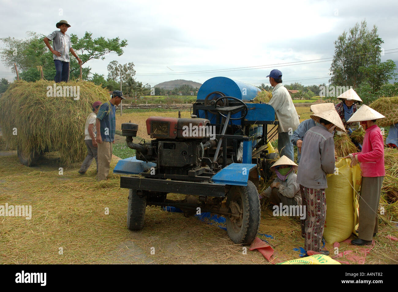 Battage du riz près de Hoi An Vietnam vietnamien de l'Asie du sud-oriental orient Banque D'Images