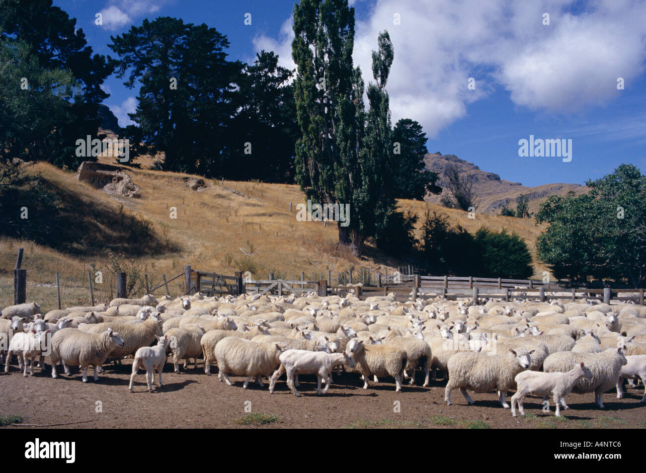 Moutons sur la péninsule de Banks canterbury ile sud Nouvelle Zelande Pacific Banque D'Images