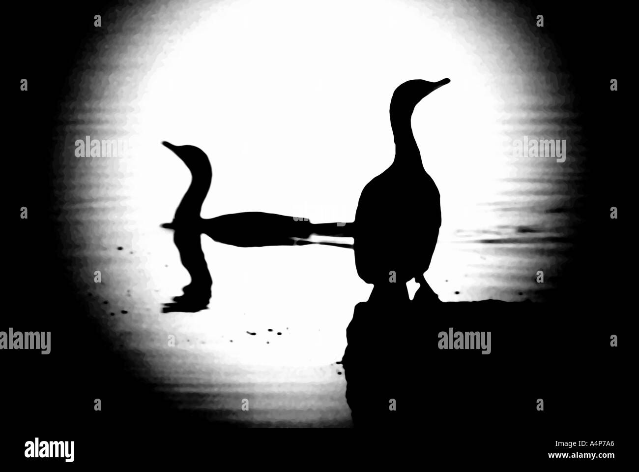 Les oiseaux en silhouette Cormorant Banque D'Images