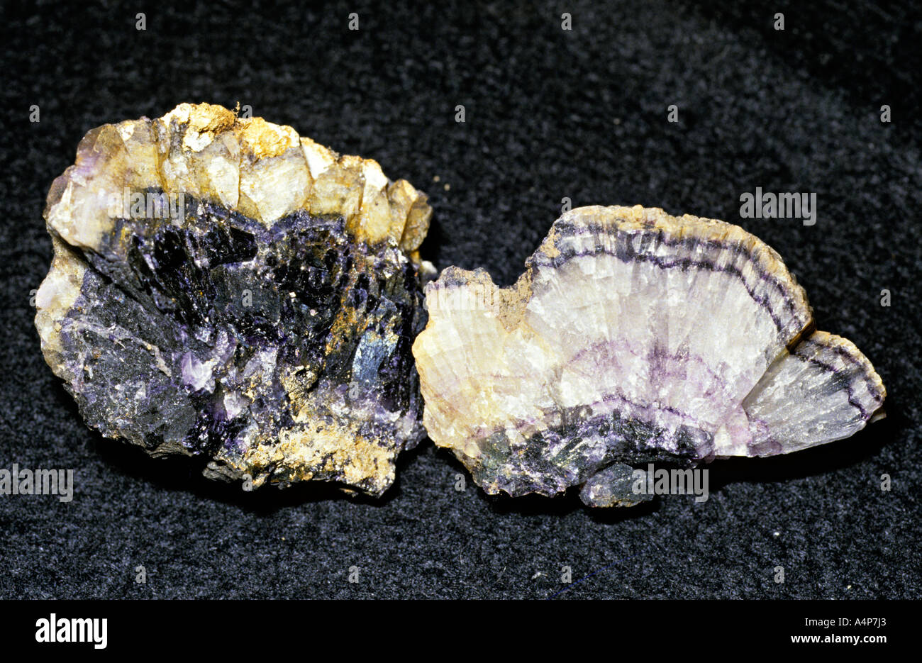 Blue John spécimen minéral de Treak Cliff Castleton Caverns Peak District England UK Banque D'Images