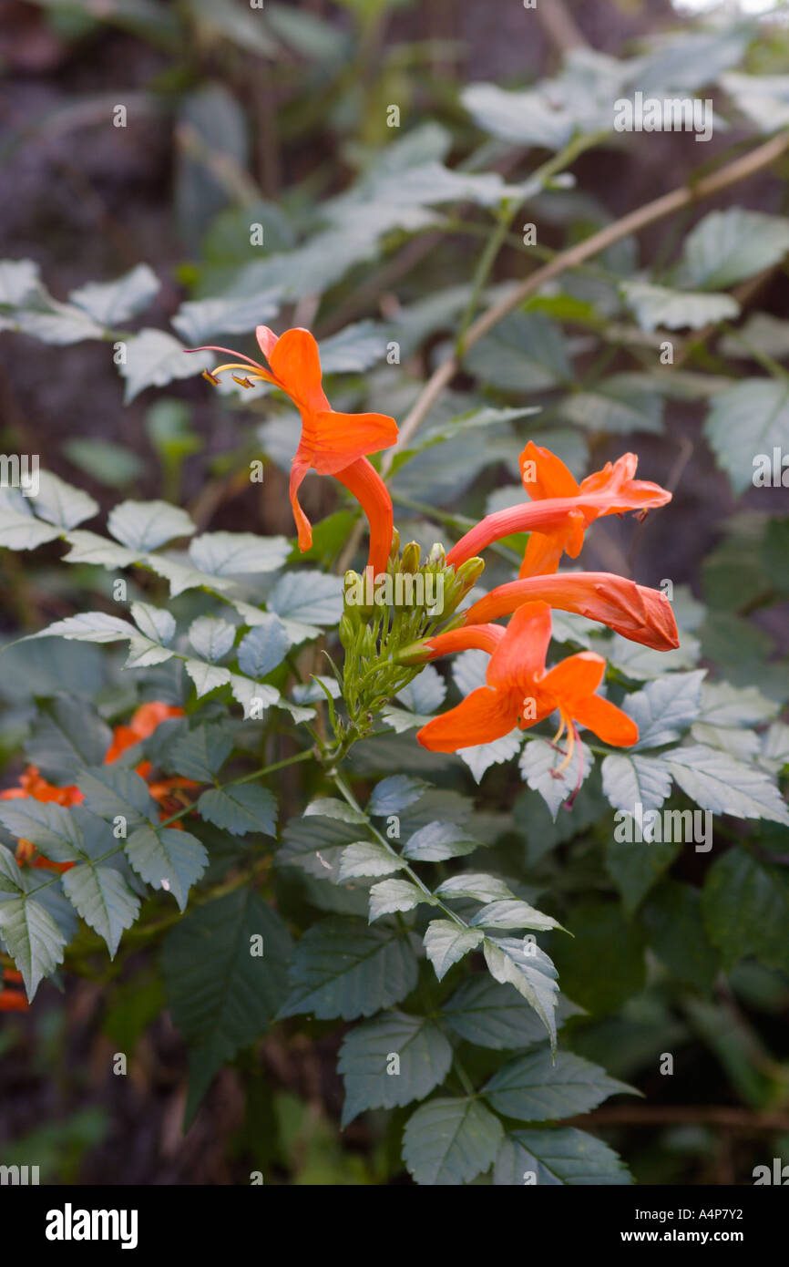 Fleurs de chèvrefeuille du Cap avec feuillage vert au Rainbow Springs State Park près de Dunnellon, Floride, États-Unis Banque D'Images
