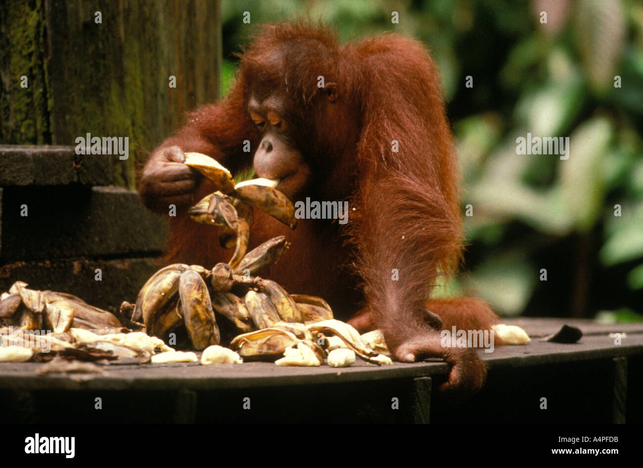 Sepilok Orang Utan, l'Est de la Malaisie, Sabah (Bornéo) Banque D'Images