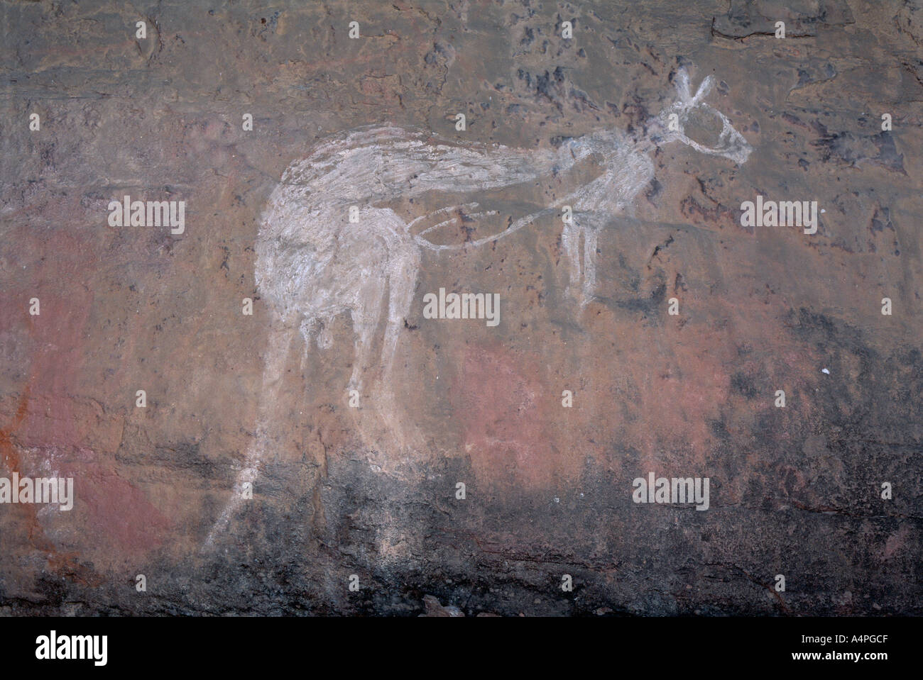 Peinture d'un kangaroo à Nourlangie Rock le sacré aborigène et rock art site dans le nord-est du Parc National de Kakadu Banque D'Images