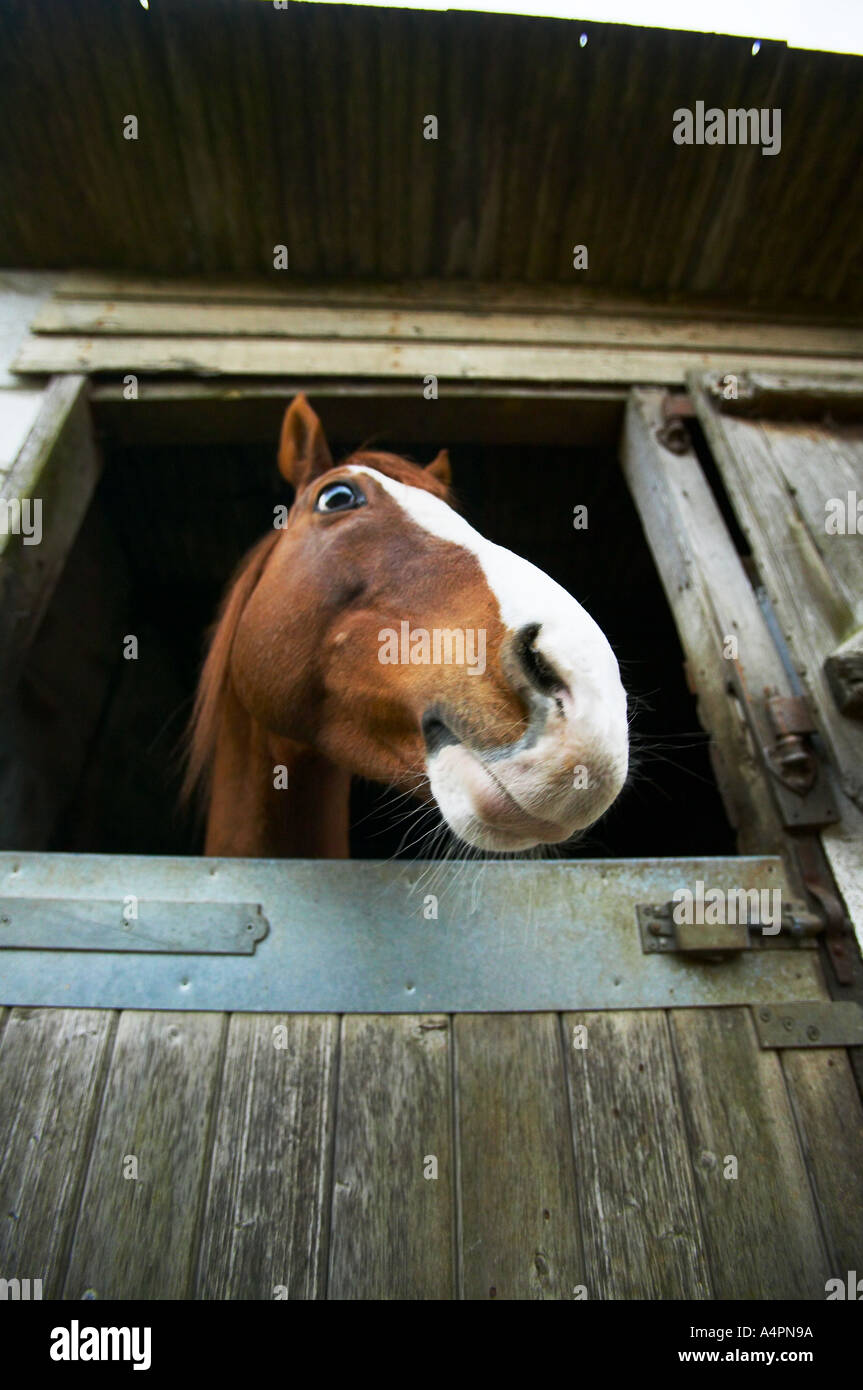 Cheval dans une stable dans Crowborough West Sussex England Banque D'Images