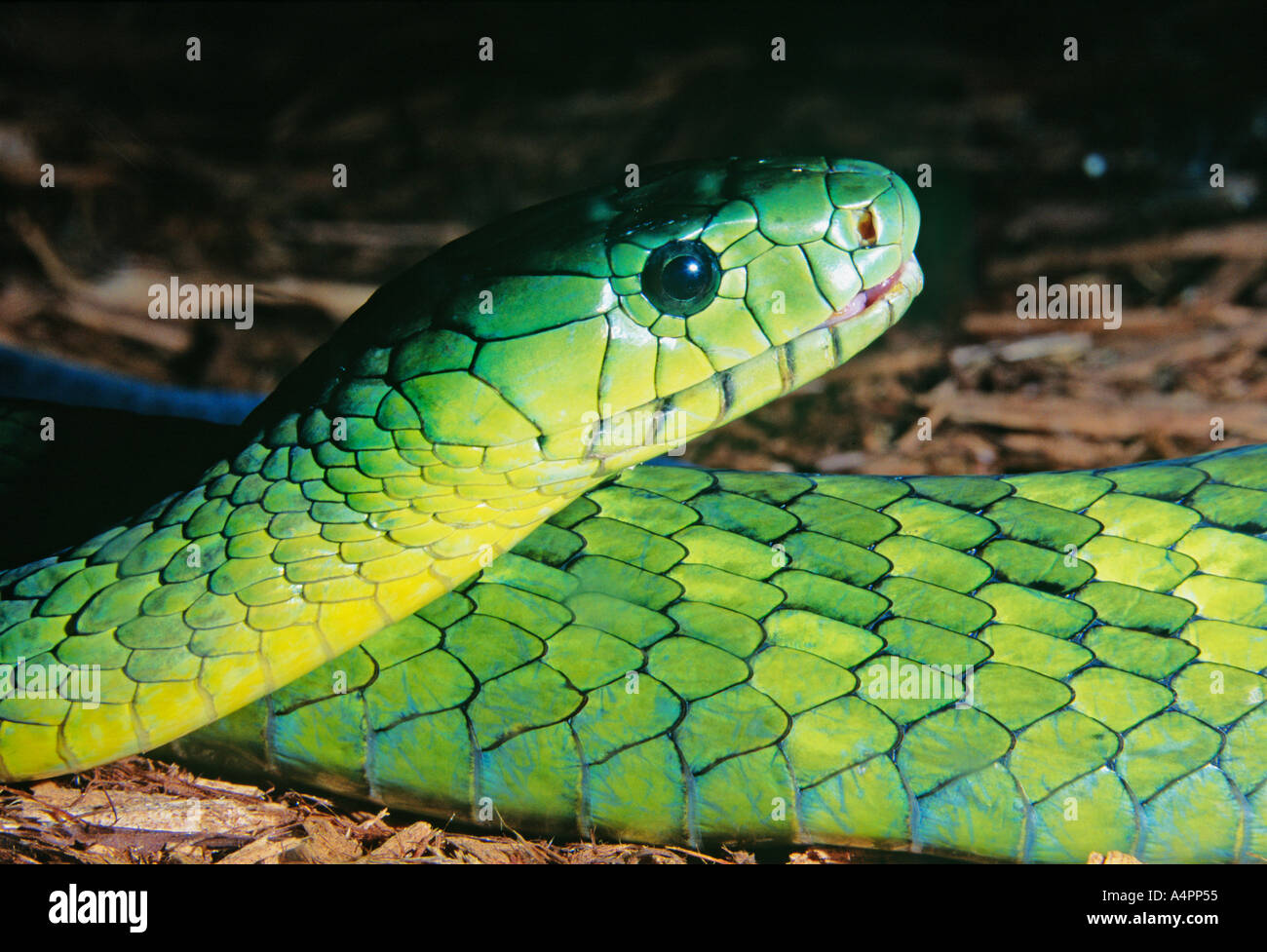 Green mamba de l'Afrique de l'Ouest portrait-Note-Captive objet. Banque D'Images