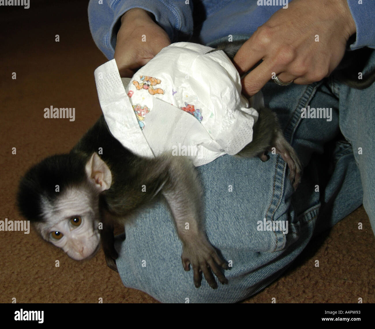 Bébé singe macaque de Java avec couche étant occupés par des femmes caucase keeper Banque D'Images