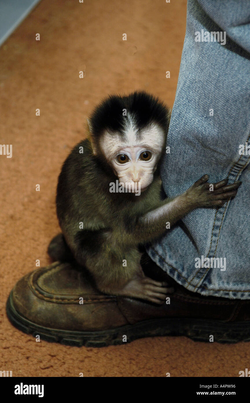 Bébé singe macaque de Java tient du pantalon dans la peur Banque D'Images