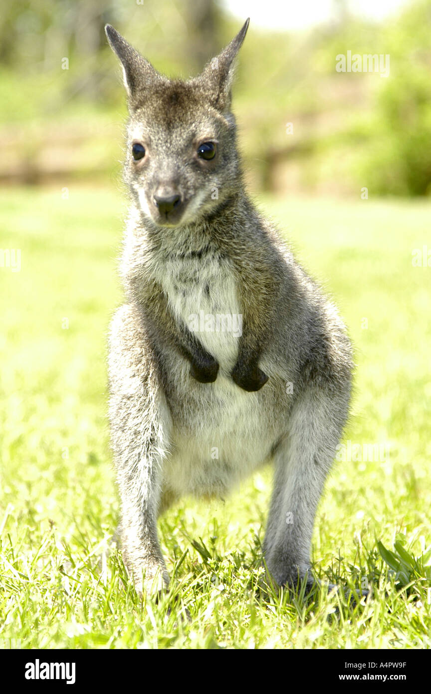 Wallaby de Bennett Banque D'Images