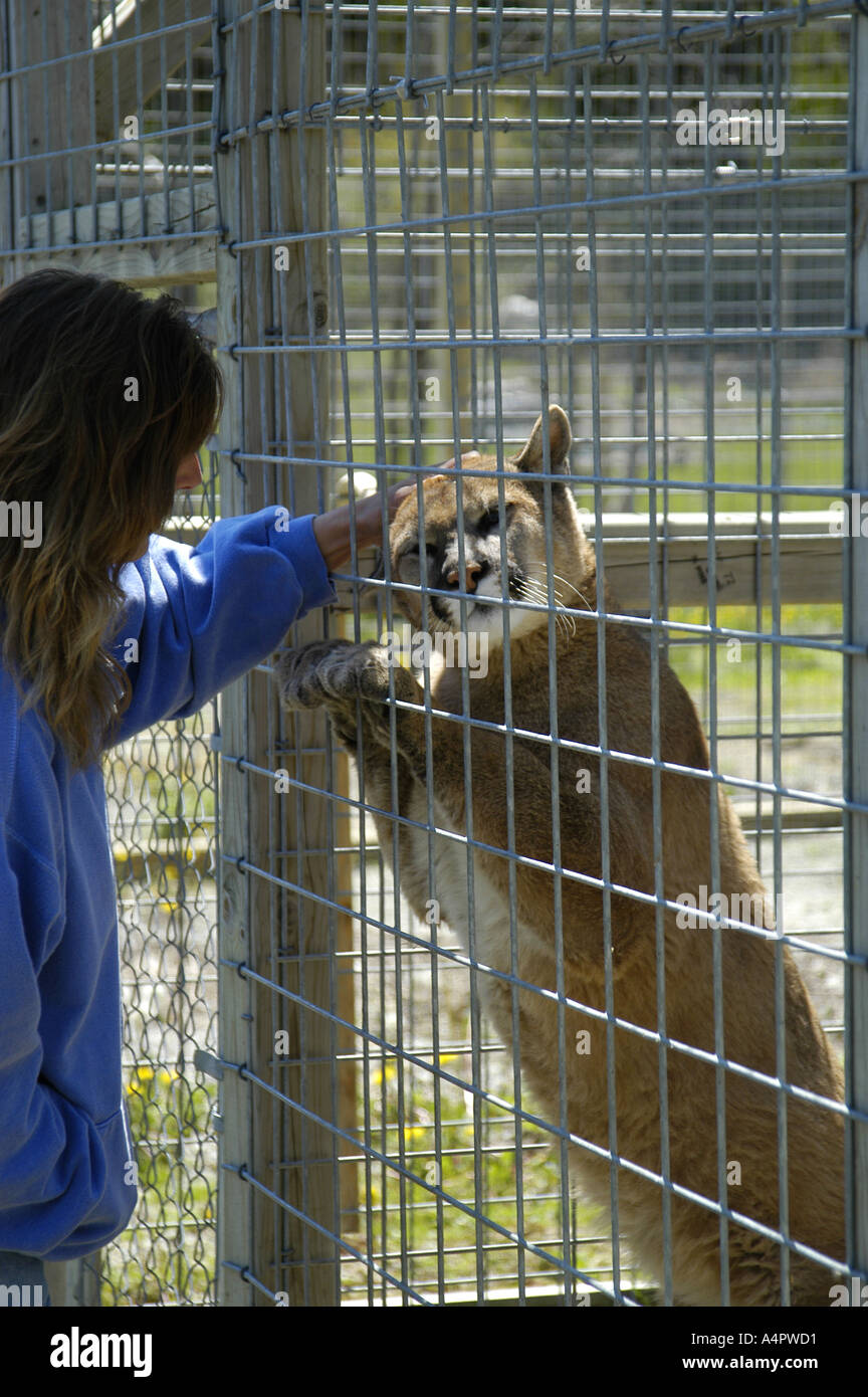 L'Amérique du Sud femelle Keeper animaux cage par Cougar Banque D'Images