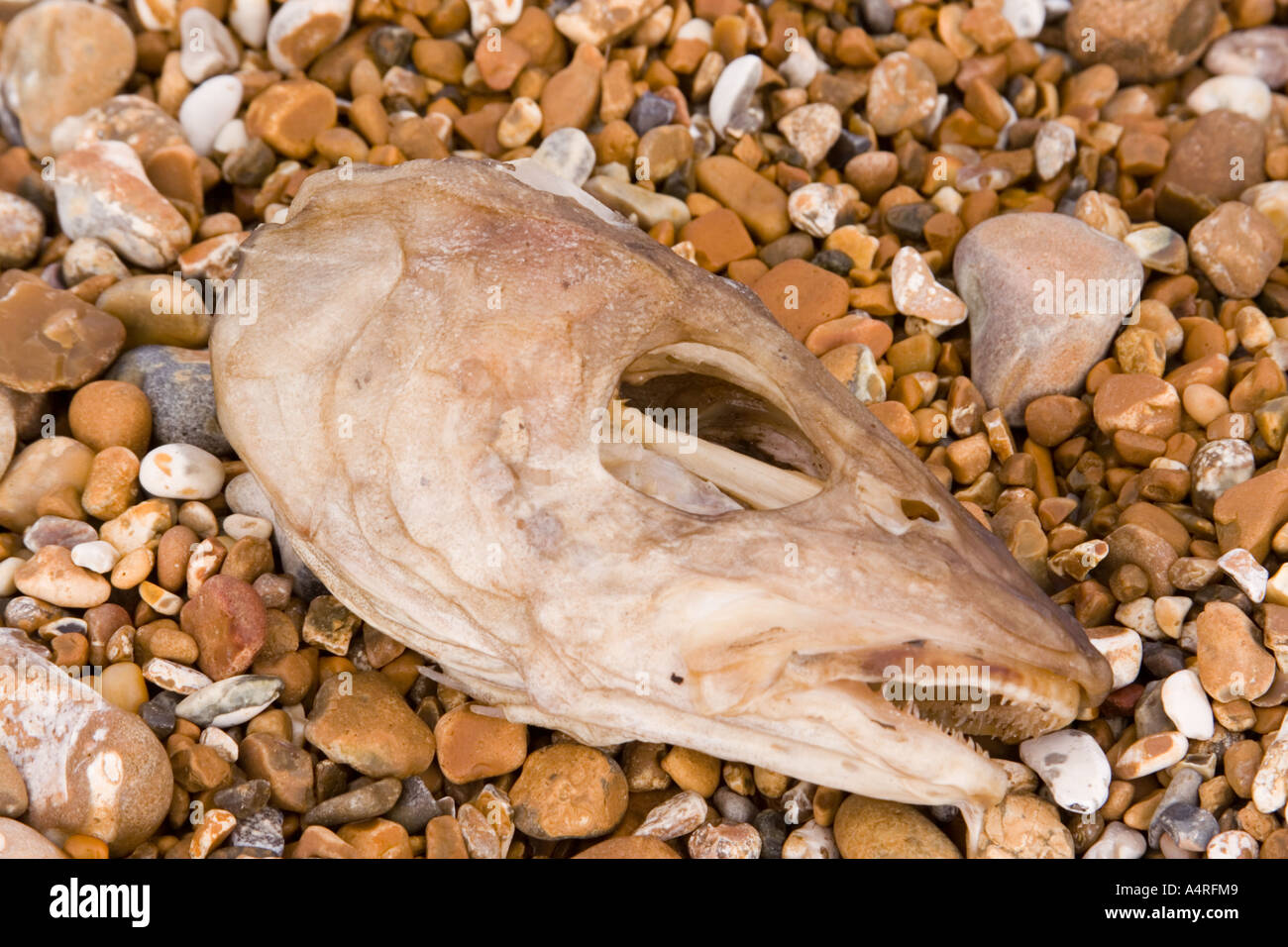 Tête de poisson mort sur la plage de galets à Dungeness Banque D'Images
