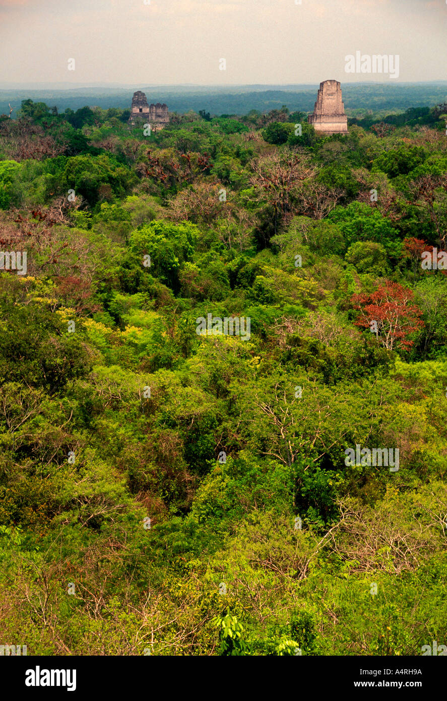 Temple, jungle, jungle canopy, Tikal, parc national de Tikal, El Petén, El Petén, Guatemala Ministère Banque D'Images