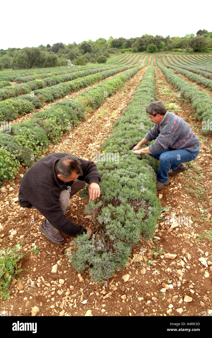 LavenderMBF1678 St Remèze Ardèche Vallée du Rhône France éliminant les rangées de plus en plus dans les champs de lavande Banque D'Images