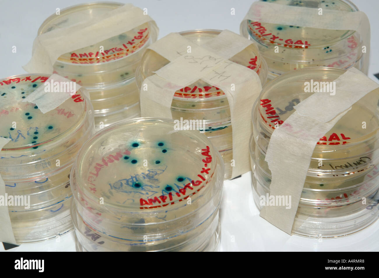 Les plaques de culture de bactéries pétri avec la transformation des colonies en couveuse bleu Banque D'Images