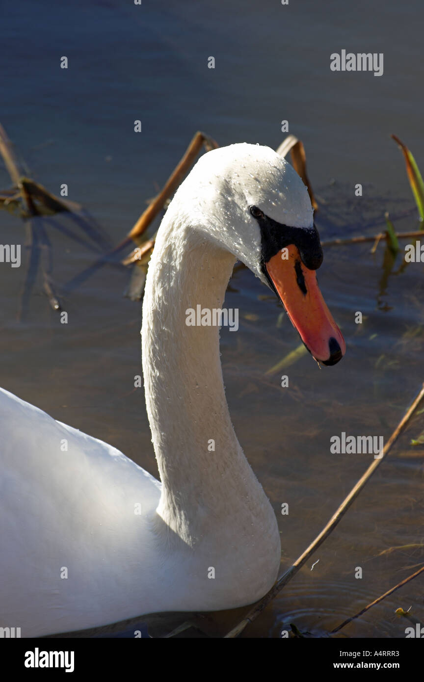 Swan 'Mute' sur l'étang à Tattenhall près de Chester. Banque D'Images