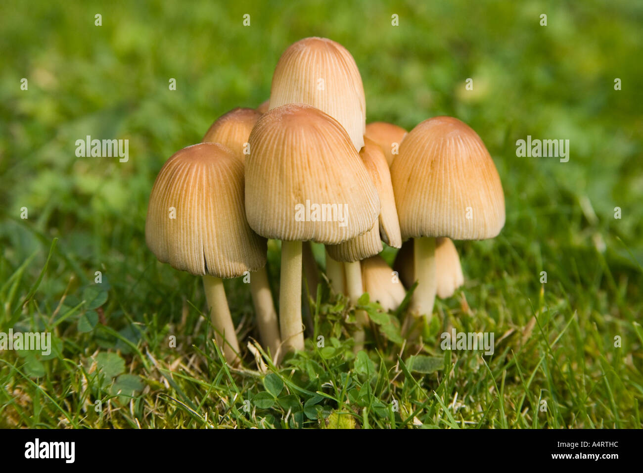 Les champignons sauvages sur la pelouse Banque D'Images
