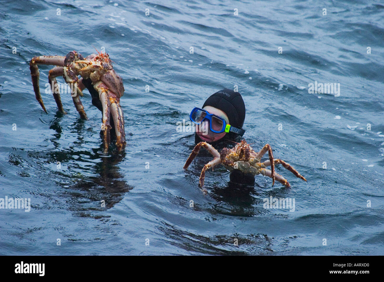 Diver a pris deux KingCrabs géant dans la mer de Barents le crabe est venue de Kamchatka et menace le système d'écologie Banque D'Images