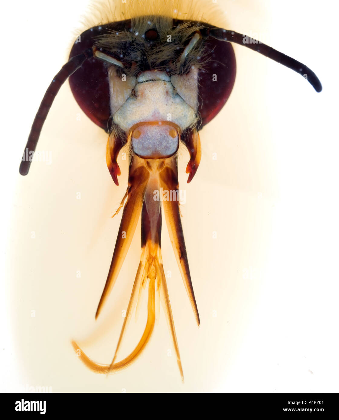 Tête d'Abeille montrant le rostre de proboscis fond blanc Banque D'Images