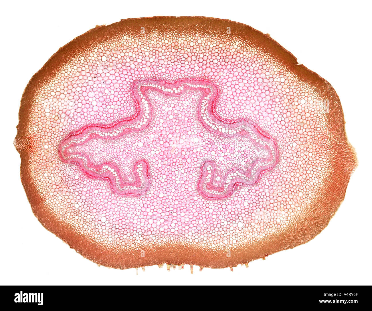 Acotyledon souches fougère arborescente photomicrographie Banque D'Images