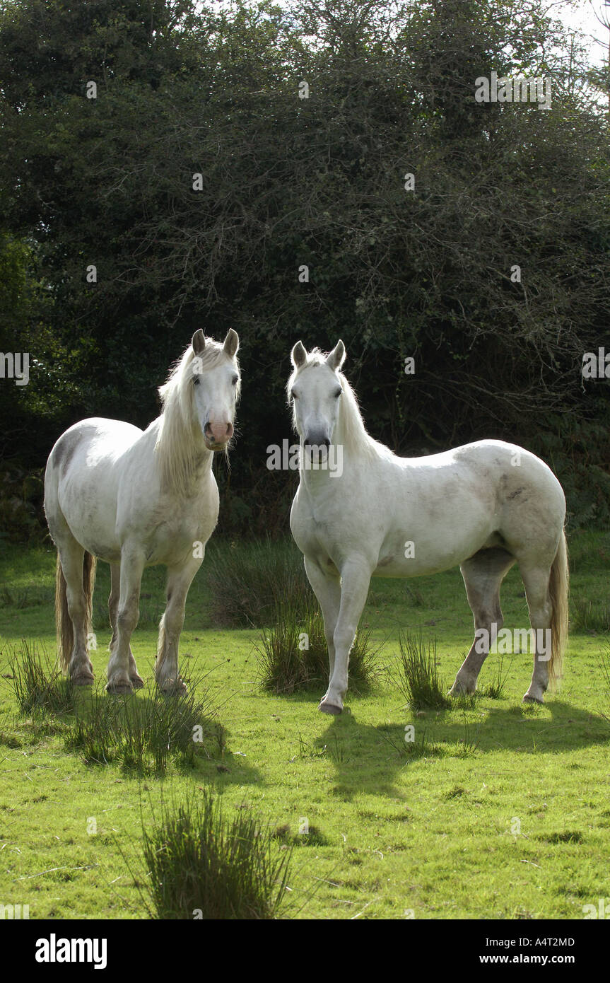 Deux poneys Connemara - standing on meadow Banque D'Images