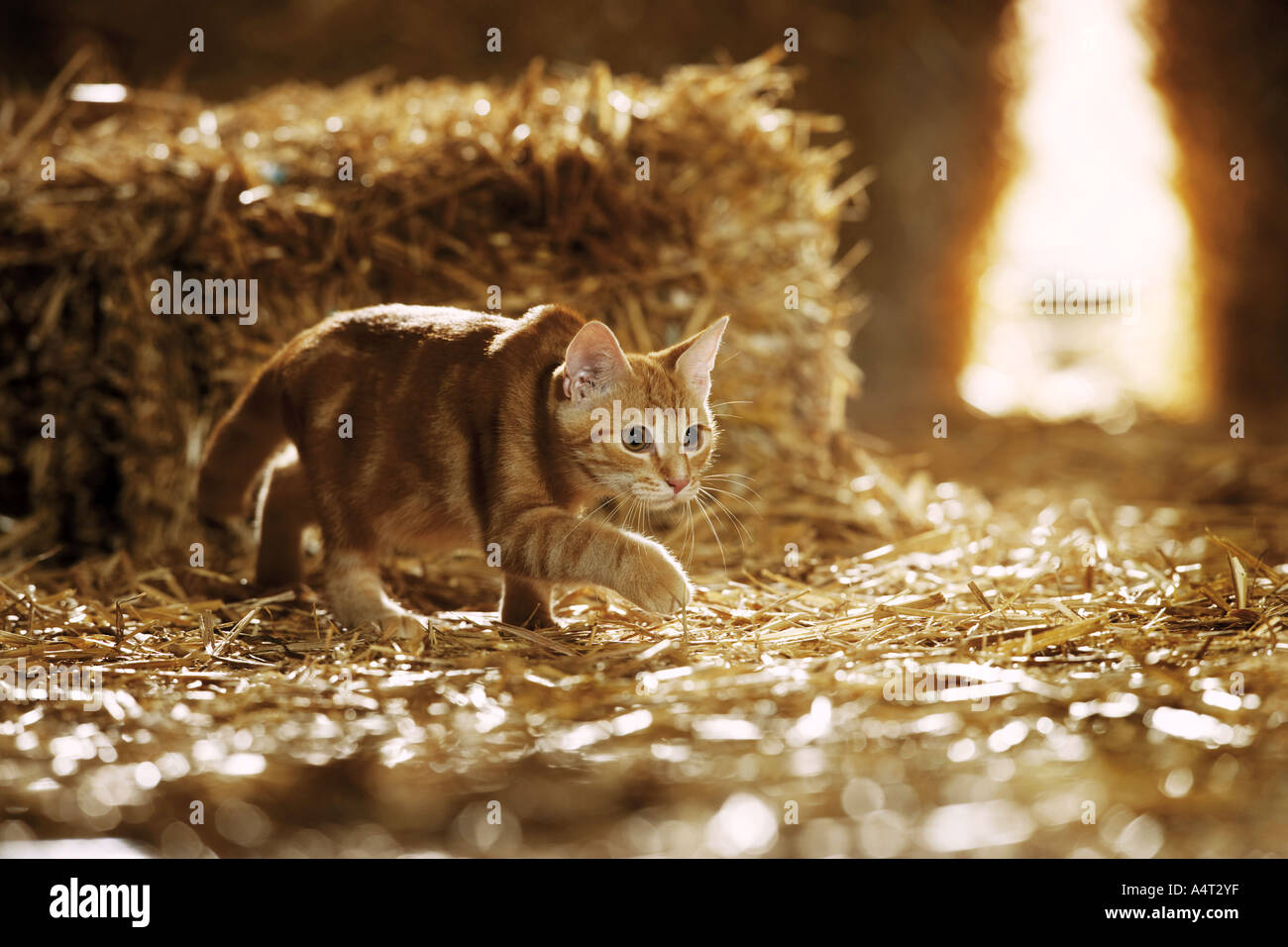 Chat domestique dans une grange, la traque entre les bottes de paille Photo  Stock - Alamy