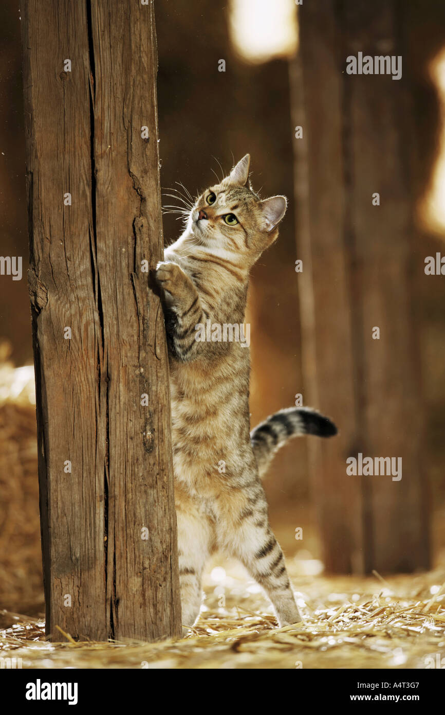 Pattes De Devant Banque D Image Et Photos Alamy