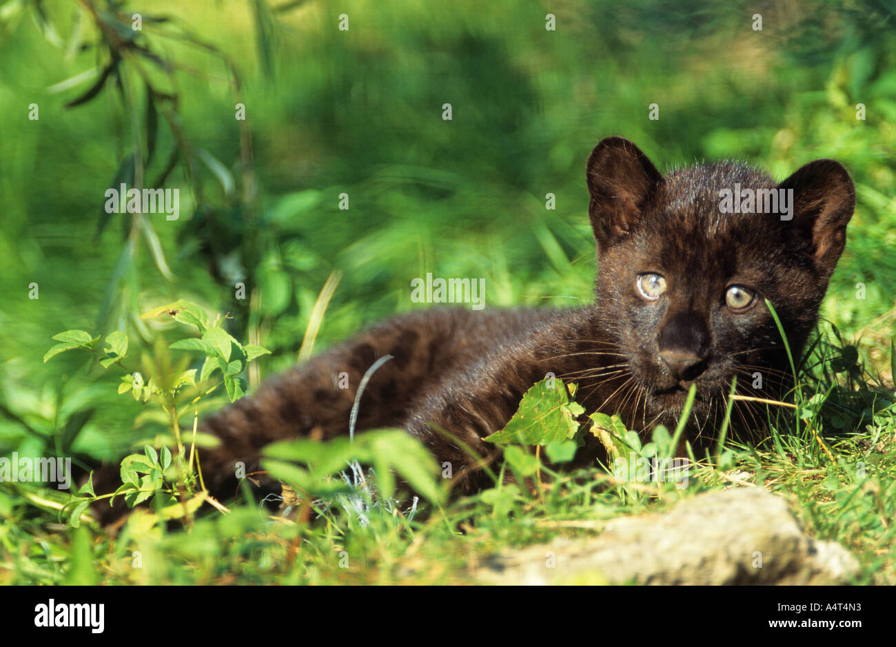 Jeune panthère noire couchée sur meadow Panthera pardus Banque D'Images