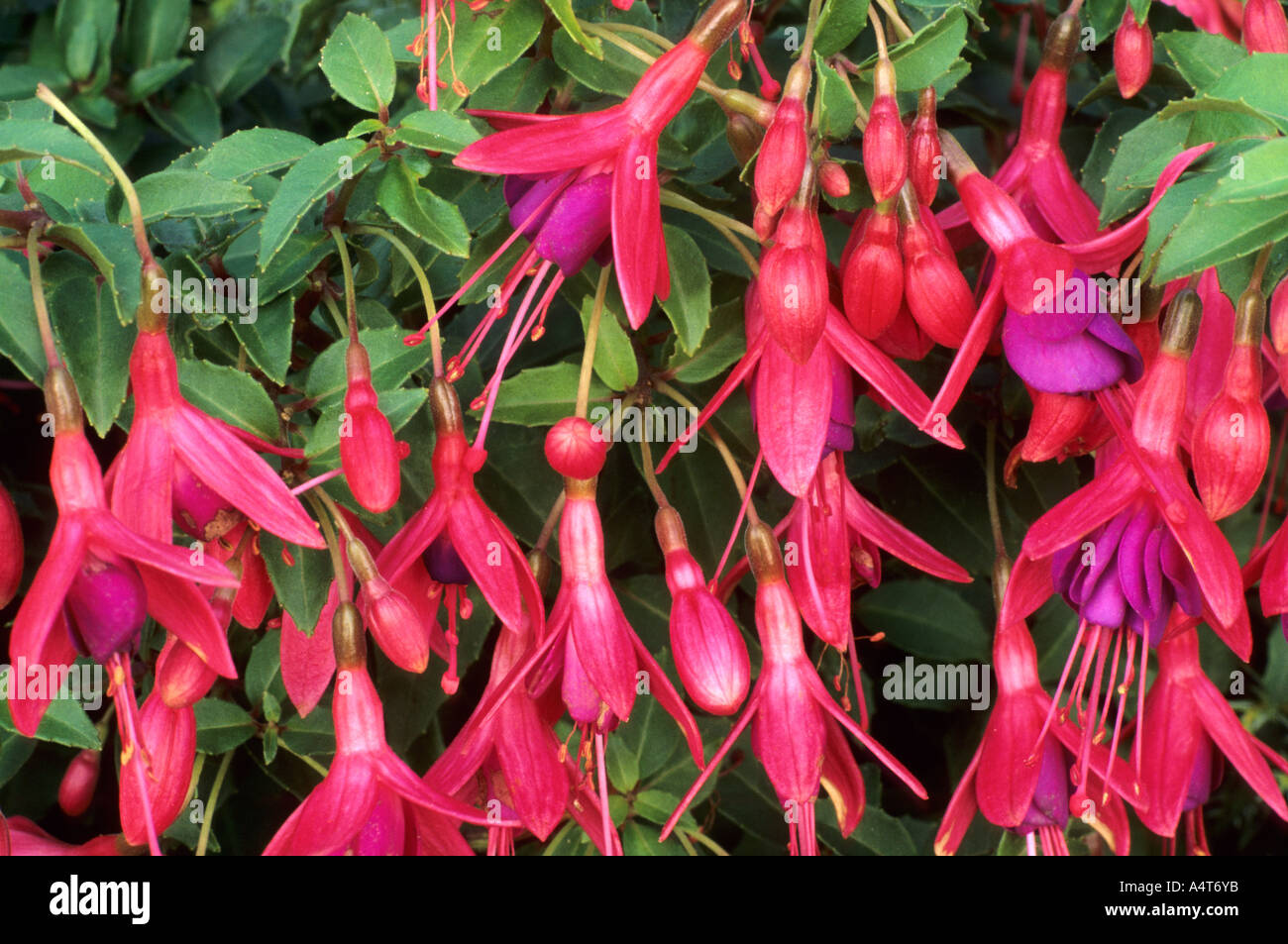 Fuchsia 'Tom Thumb' Banque D'Images Fuchsia 'Tom Thumb' Banque D'Images