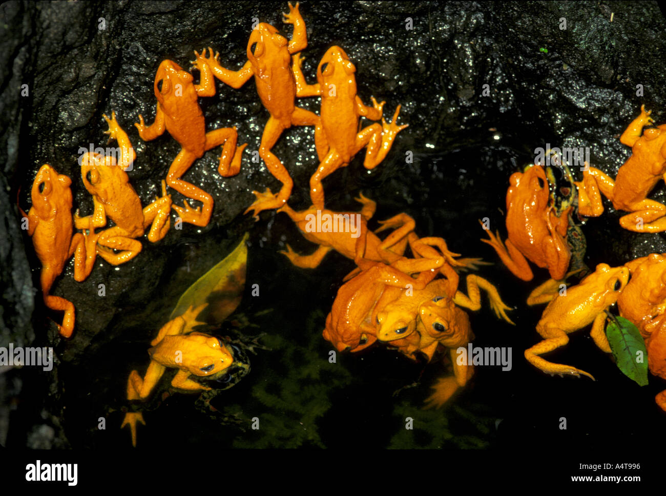 Crapaud AMPHIBIENS Golden Banque D'Images