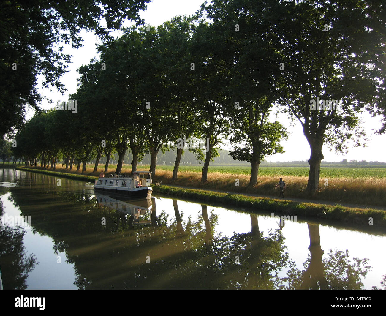 Platanes bordent le Canal du Midi à Le Somail Languedoc Roussillon — free download