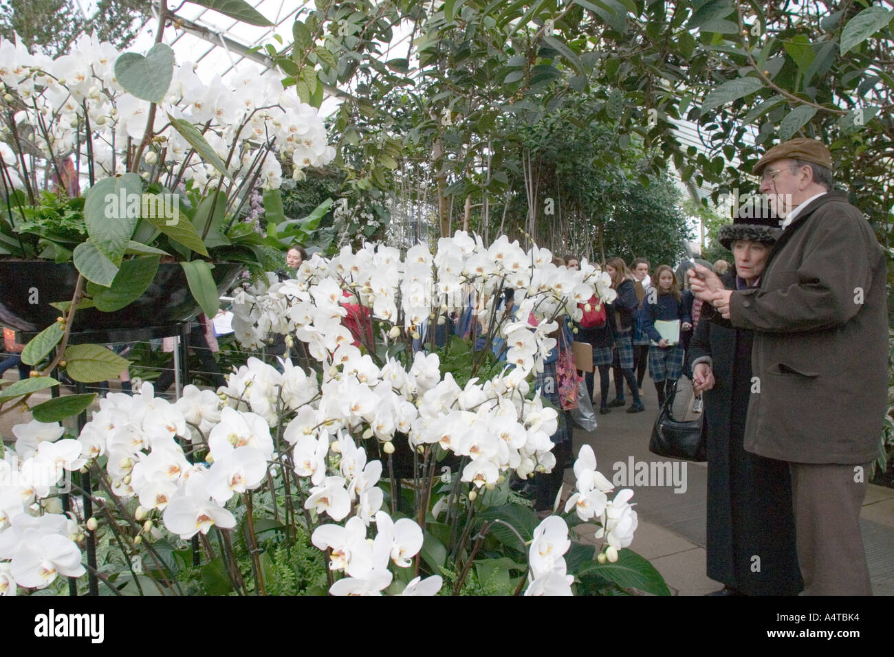 Orchid show à Kew Gardens Banque D'Images
