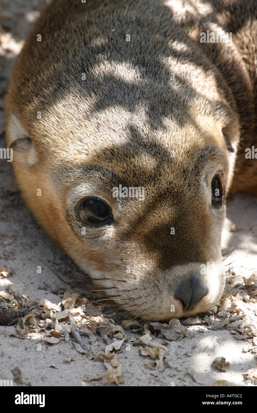 Pup lion de mer australien Neophoca cinerea Banque D'Images