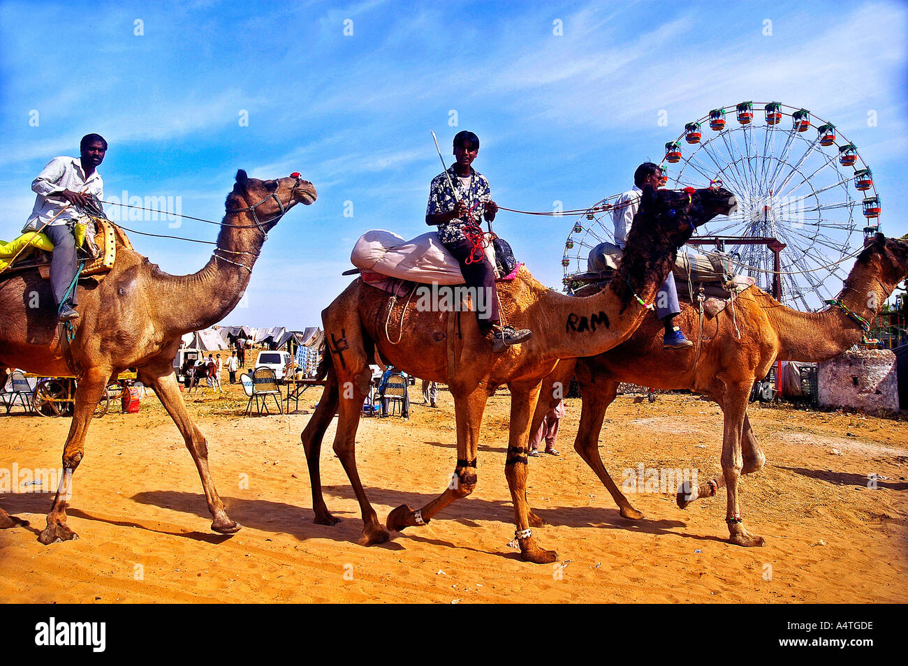 Sous98540 trois chameaux avec riders marry go round Pushkar Rajasthan Inde juste bovins Banque D'Images