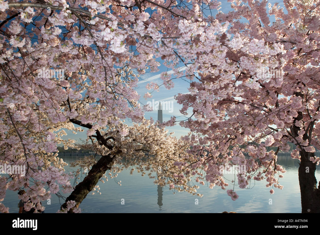 Washington Monument vu à travers les cerisiers en fleurs le long du Tidal Basin à Washington DC Banque D'Images