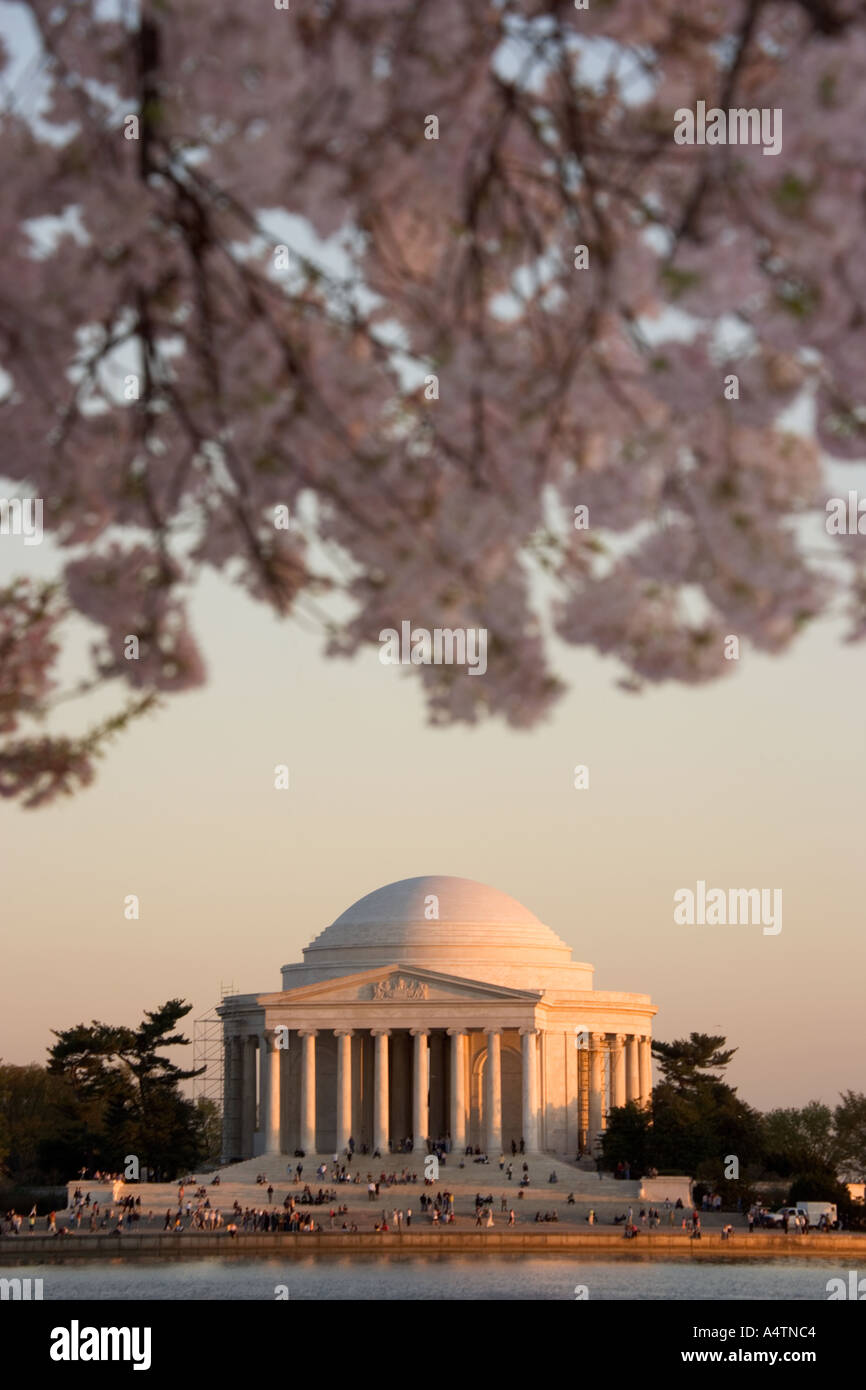 Jefferson Memorial vu à travers les cerisiers en fleurs le long du Tidal Basin à Washington DC au coucher du soleil Banque D'Images