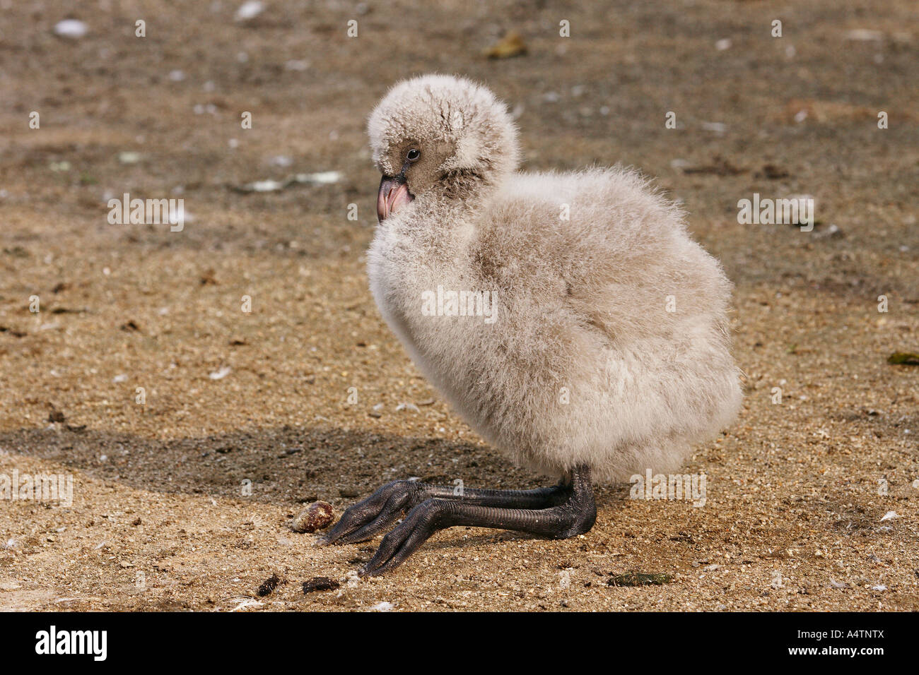 Flamant du Chili - Phoenicopterus chilensis / pigeonneau Banque D'Images