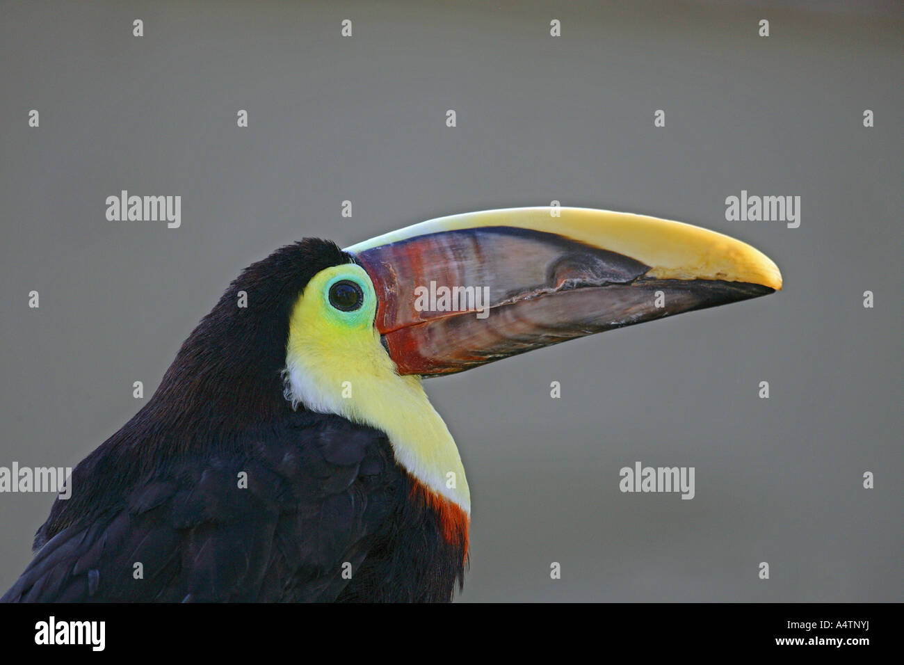 Toucan en châtaignier (Ramphastos swainsonii). Portrait d'oiseau adulte. Costa Rica Banque D'Images