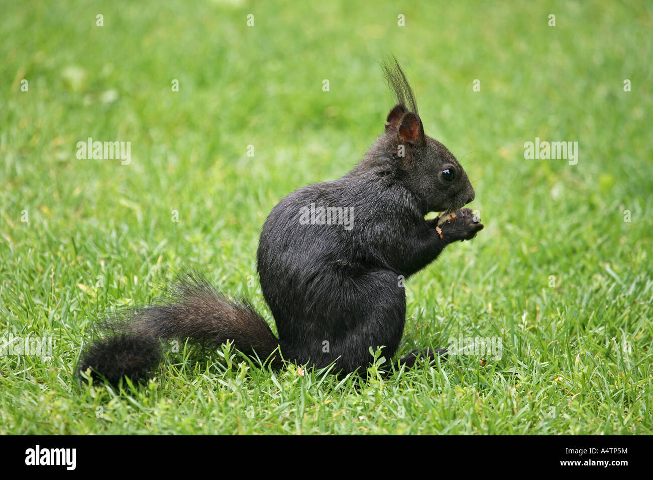 Écureuil rouge sur prairie / Sciurus vulgaris Banque D'Images