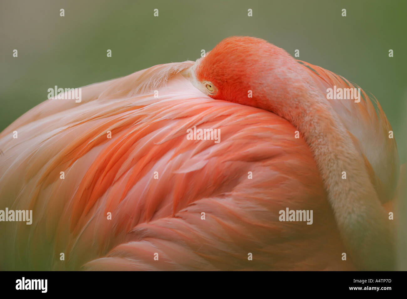 Flamingo avec tête en plumes s'il Banque D'Images