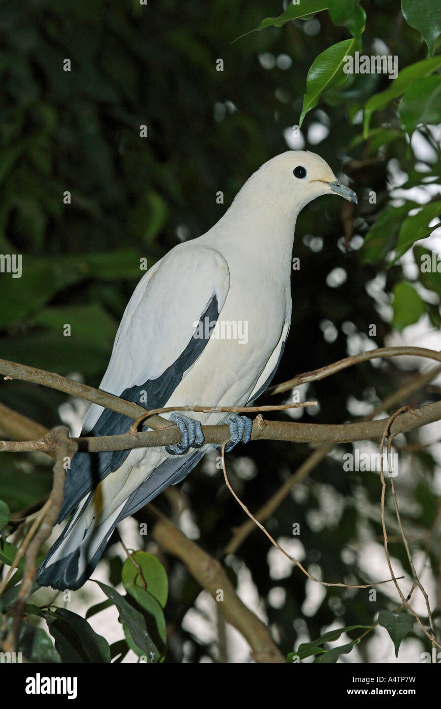 Pied Imperial-Pigeon (Ducula bicolor) perché sur une brindille Banque D'Images