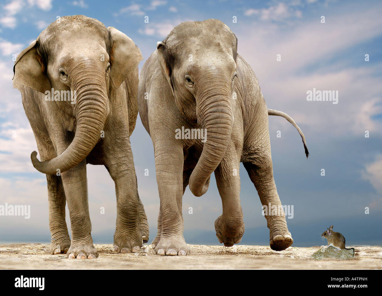Éléphant d'Asie (Elephas maximus). Deux adultes qui ont peur d'une souris.  La composition numérique Photo Stock - Alamy