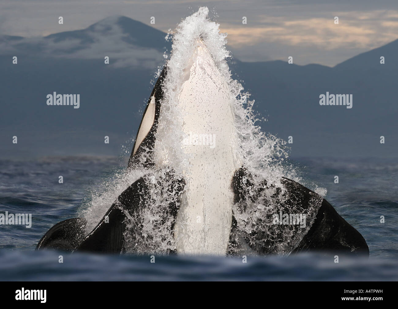 L'Épaulard (Orcinus orca). La rupture de la composition numérique adultes Banque D'Images