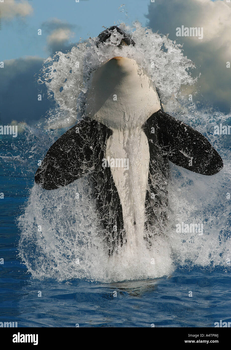L'Épaulard (Orcinus orca). La rupture de la composition numérique adultes Banque D'Images
